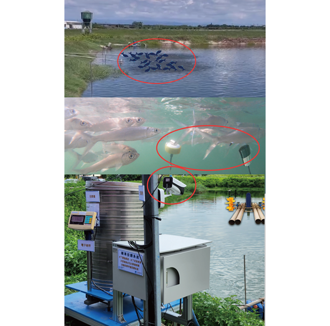 Multi-sensing precision feeding (Smart Fishing) Voiceprint recognition Image recognition